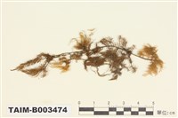 藏品(羽苔屬)的圖片